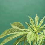 High and dry: How legalisation of cannabis is impacting local water security