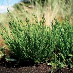 Saline solutions: closing the gap between hunger and limited freshwater supplies