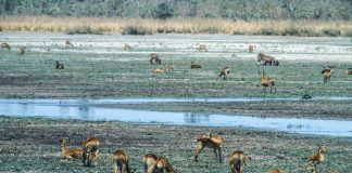 New initiative to curb hunting, conserve biodiversity and improve food security