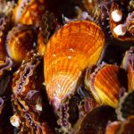 Mussels could be the answer to better urban water