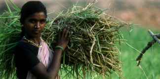 FAO links water pollution to agricultural practices