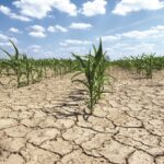 The human cost of the climate crisis