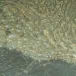 From sludge to bioplastic