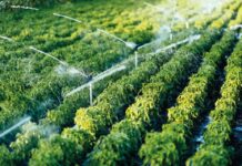 Joint report highlights food safety risks as contaminants mount up