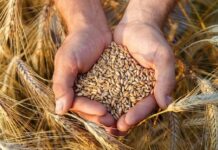 FAO report warns of growing land degradation threat